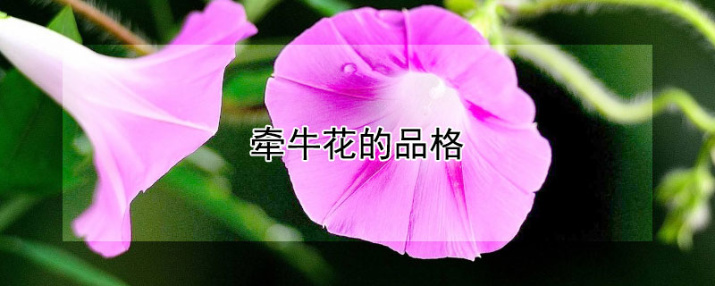 ǣţЩƷǣţЩ