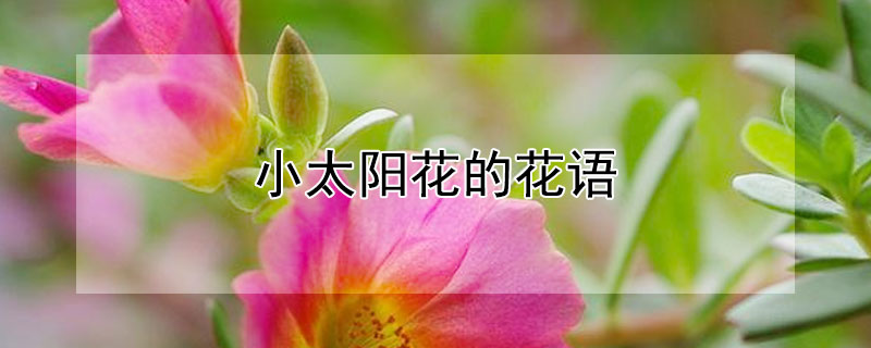 С̫Ļﺬ壨С̫Ԣܣ