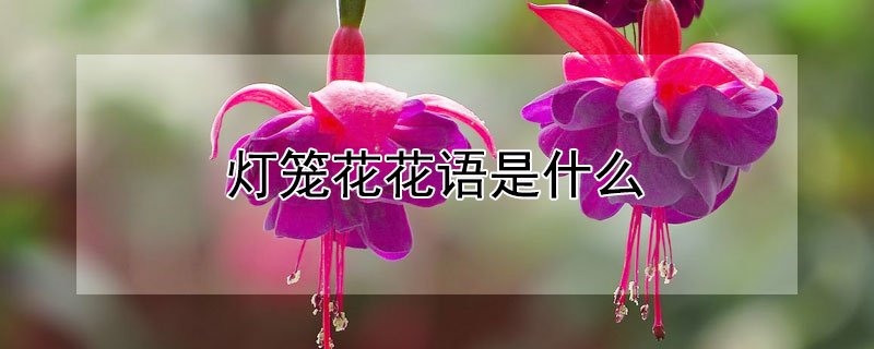 灯笼花的花语是什么（灯笼花的寓意）