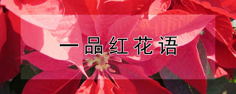 һƷ컨ʲô壿