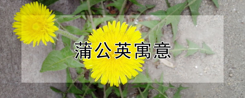 ѹӢʲôԢ⣿