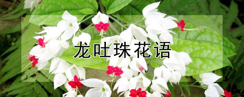 龙吐珠的花语，龙吐珠有什么寓意？
