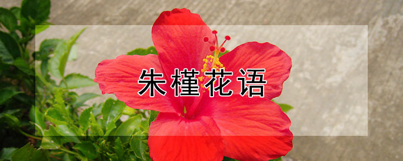 ȵĻﺬʲô