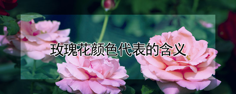 õ廨ɫ˼õ廨ɫЩ壩