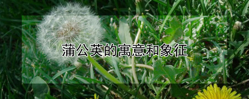 ѹӢԢʲô