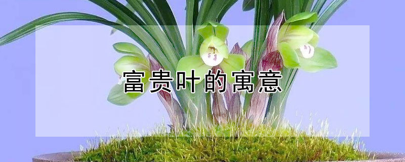 ҶԢ⣨Ҷʲô壩