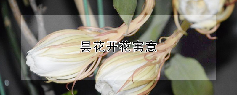 꼻Ԣ⣬꼻ʲô壿