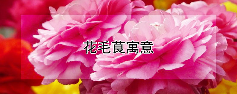 ëݢԢʲôëݹʲô壿