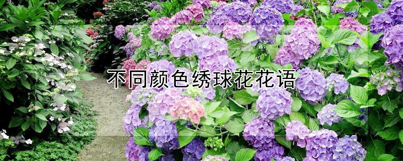 ͬɫ򻨻ʲô壿