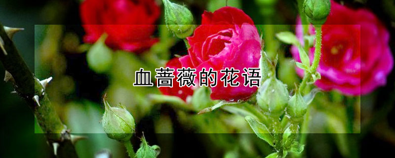 ѪǾޱĻʲô˼ӧʲôԢ⣿