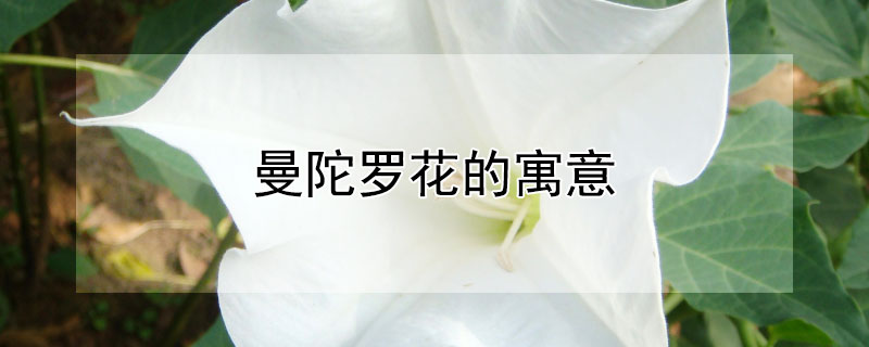 ޻Ԣʲô޻ʲô壿