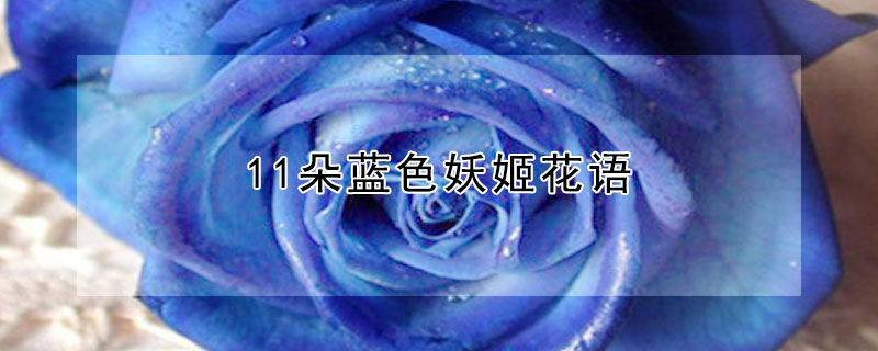 11ɫﺬʲô