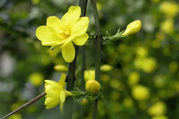 ӻĻ