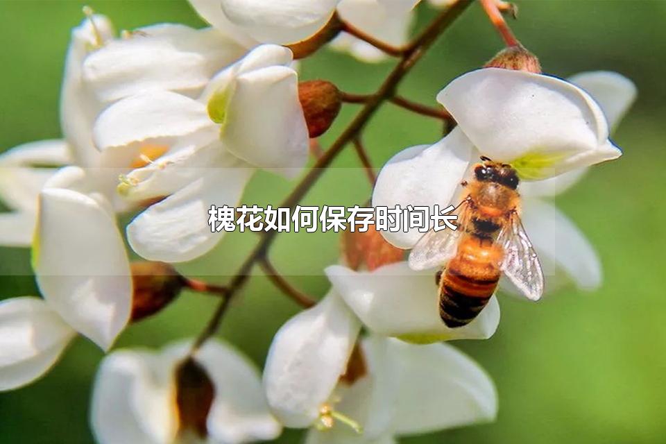 αʱ䳤 ʻֱ䶳