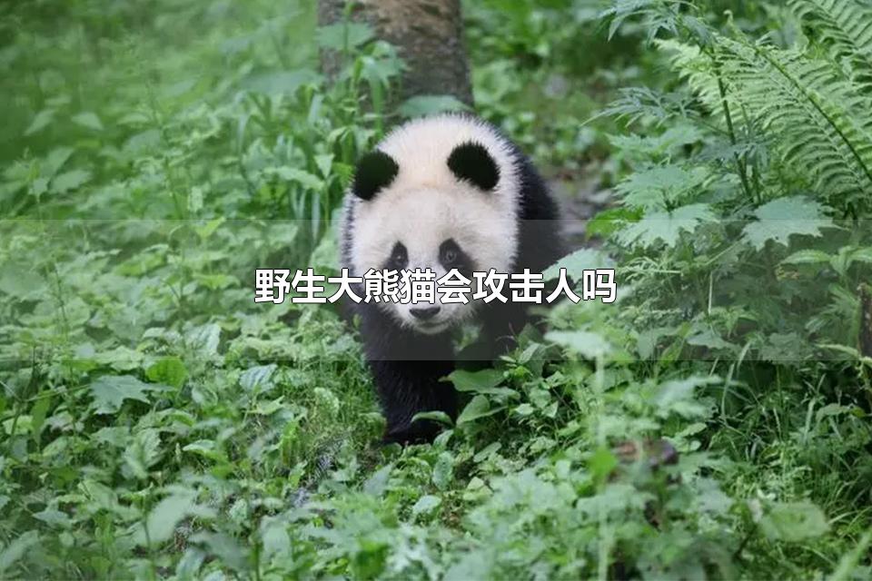 Ұèṥ è˭