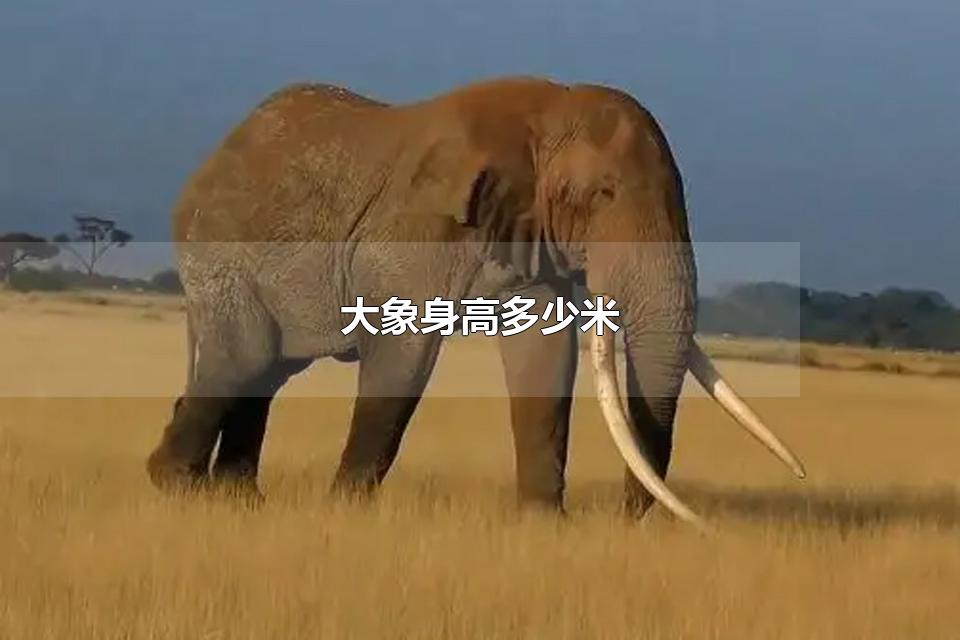 ߶ Ҫֲ