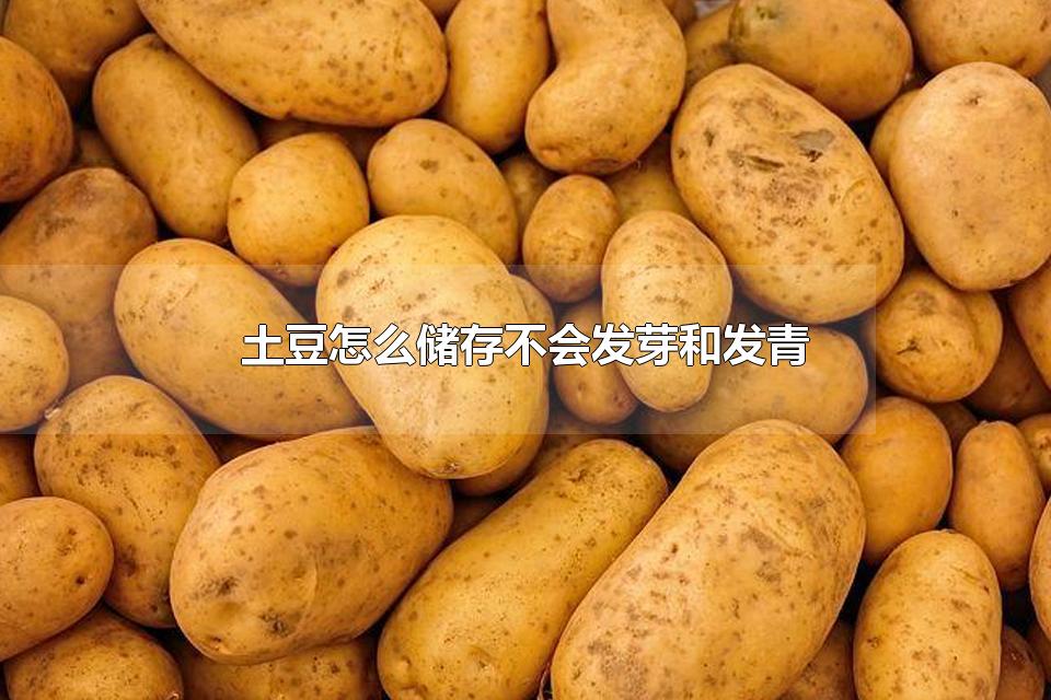 ô治ᷢѿͷ ѿܳ
