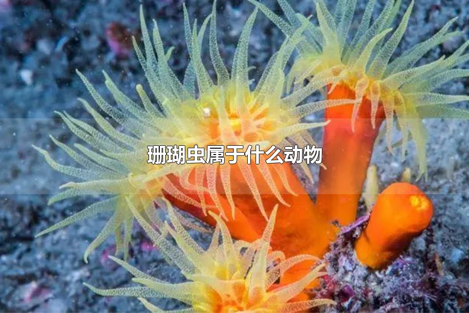 ɺʲô ɺڱ