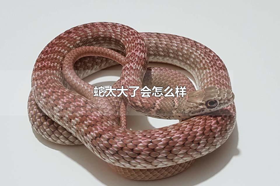 ̫˻ô ߻