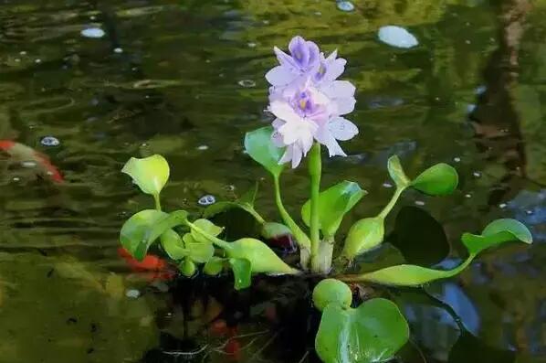 美嘉体育十种常见的水生植物：荷花睡莲金鱼藻等（精致且美观）(图3)