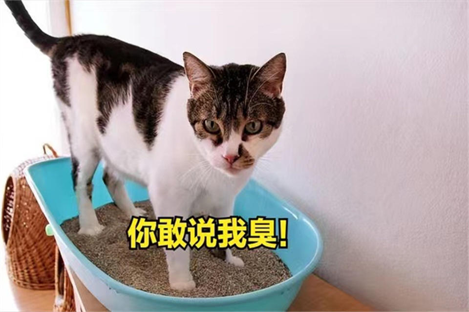 ȥèζ