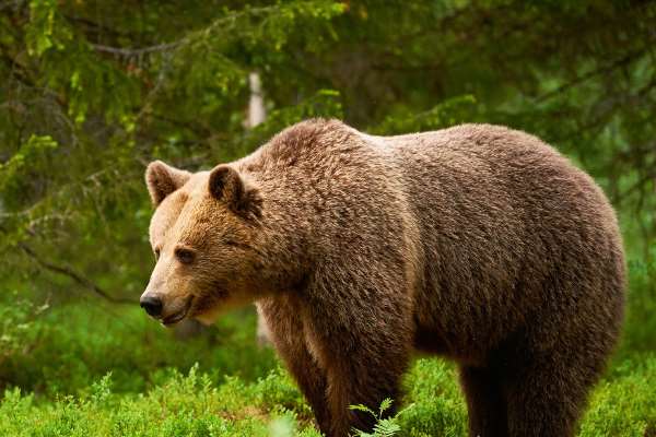 bear什么意思图片