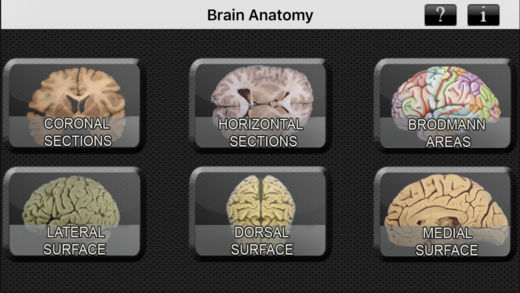 Brain Anatomy