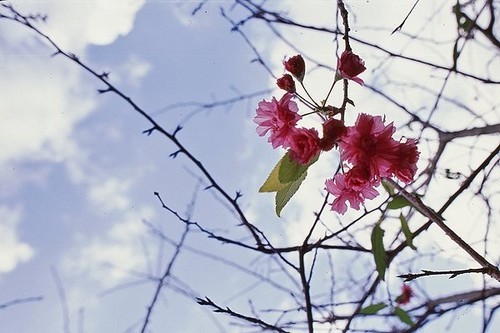 Ӱ֮ɫ֪ʶ