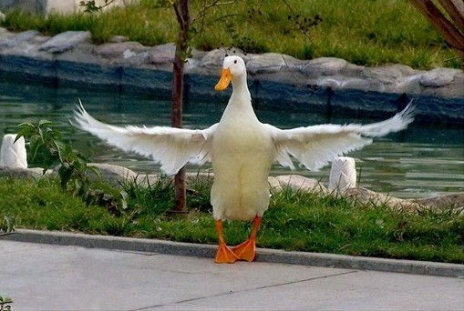 δﵽƬľ